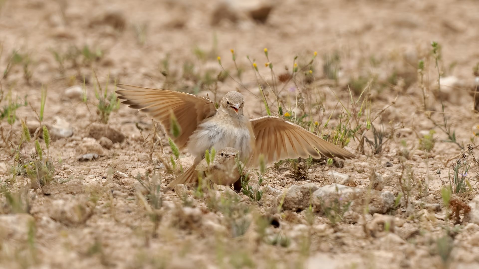 Bar-tailed Lark